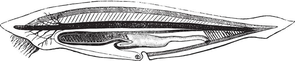 Lancelet古代刻画插图来自PaulGervais的动物学元素图片