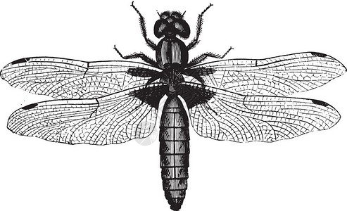 龙蝇古代雕刻的插图来自PaulGervais的动物元素图片