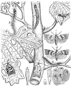 植物古代雕刻的插图来自保罗格尔瓦斯的动物元素图片