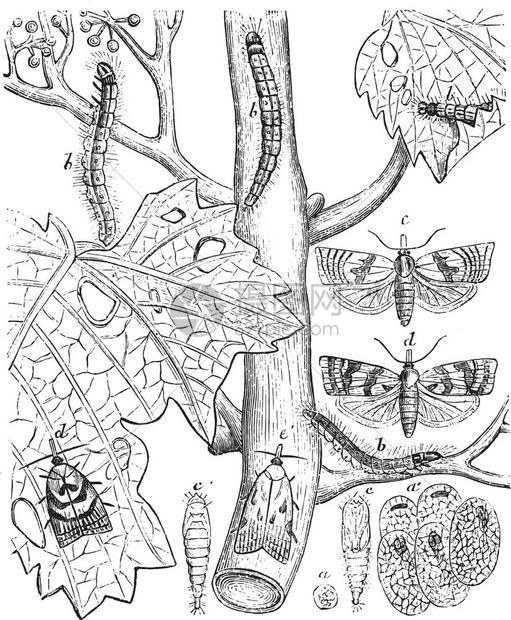 植物古代雕刻的插图来自保罗格尔瓦斯的动物元素图片