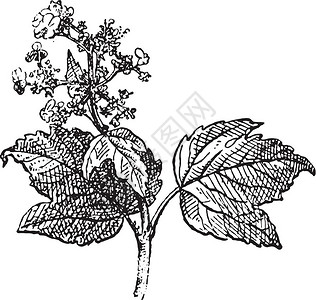 树皮纹路插画_树皮纹路卡通_树皮纹路插图_手绘_板绘_摄图网