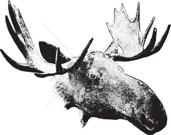 头古代雕刻的插图来自动物学的DeutchVogel教学图片