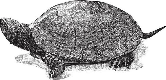 河流海龟古老的雕刻图解来自Zoolog的DeutchVogel教学图片