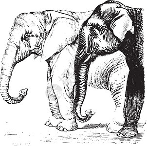 非洲大象和亚古代雕刻的插图来自PaulGervais的Zoology元素图片