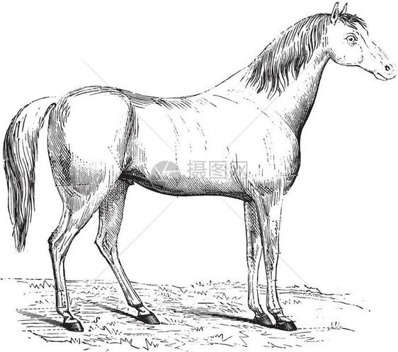 马的不同部分古代雕刻的插图来自保罗格尔瓦斯的动物学元素图片