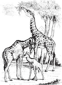 Giraffe古代雕刻的插图来自PaulGervais的动物学元素图片