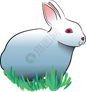 大糕白兔子红眼睛和大兔子耳朵矢量彩色图画或插插画