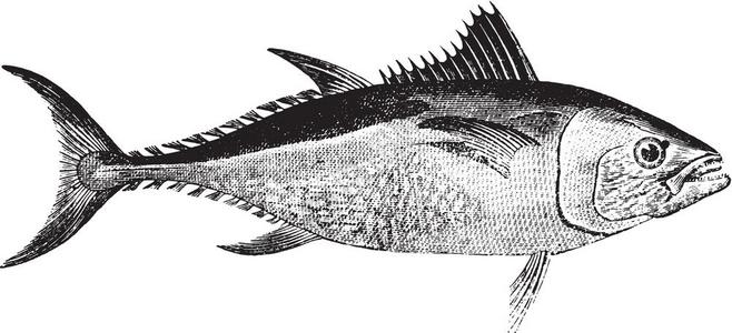 金枪鱼会员卡插画