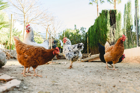 在农场的鸡围着食物吃图片