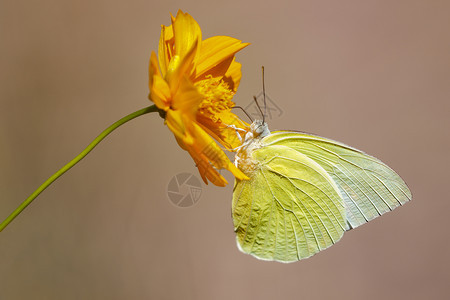 柠檬移民蝴蝶Catopsiliapomona的图像正吸食天然背景花朵的蜜昆虫动物图片
