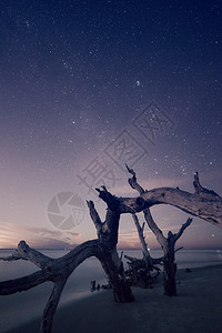 美国南卡罗来纳州Follu岛海滩夜间树图片