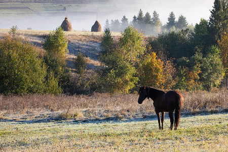 喀尔巴阡山脉的马匹图片