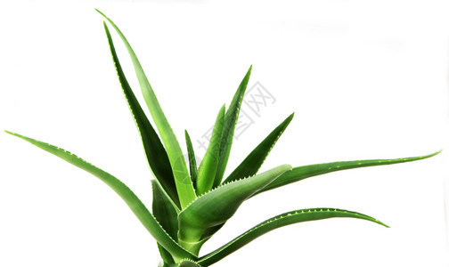 白背景的AloeVeraVera图片