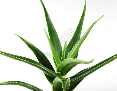 白背景的AloeVeraVera图片