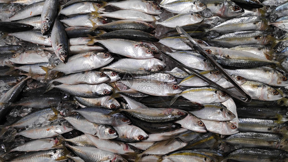 供批发鱼市销售的印度新鲜竹鱼图片