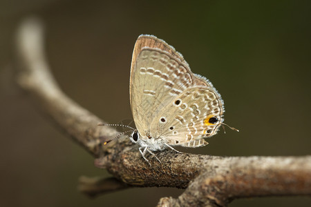 棕色树枝上的浅蝴蝶Chiladespandava的图像昆虫动物图片
