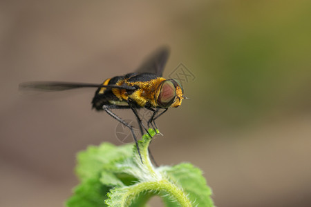 树叶上自然背景的悬浮苍蝇Syrphidae图像昆虫动物图片