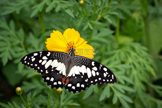 石灰蝴蝶Papiliodemoleus图像正在吸食天然背景花朵的蜜昆虫动物图片