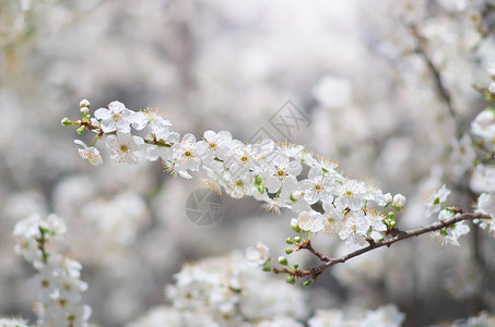 春树花自然成分图片