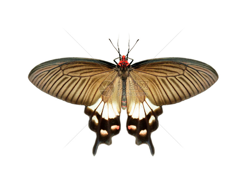 白色背景中隔离的雌大莫蒙蝴蝶papilioplotes图像昆虫动物