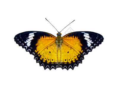 在白色背景中被孤立的豹爪蝴蝶Cethosiacyaneeuantes图像昆虫动物图片