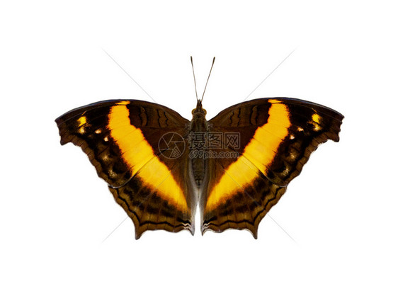 Lurcher蝴蝶Yomasabinavasuki在白色背景中被孤立的图像昆虫动物图片