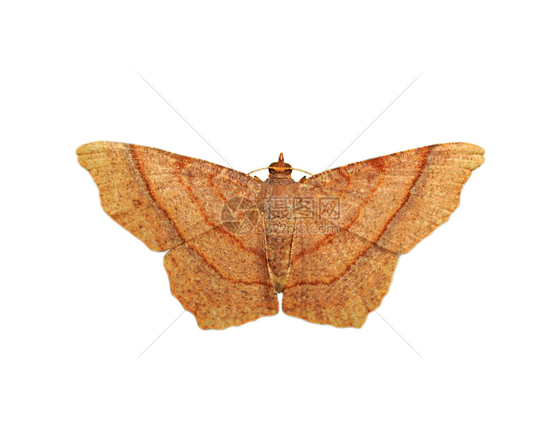 棕色蝴蝶moth的图像在白色背景中被隔离昆虫动物