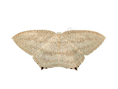 白色背景所隔离的点尖扁翼蝴蝶米克罗尼亚胶囊图像昆虫动物图片
