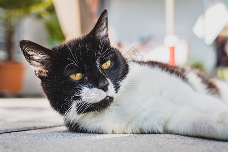 可爱的黑白猫躺在阳台上布蓝利的背景图片