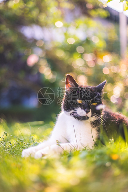 可爱的黑白猫躺在草地和户外背景模糊多样图片