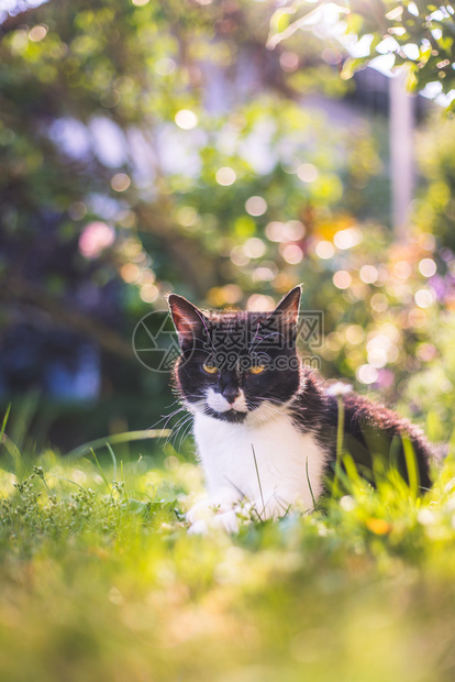可爱的黑白猫躺在草地和户外背景模糊多样图片