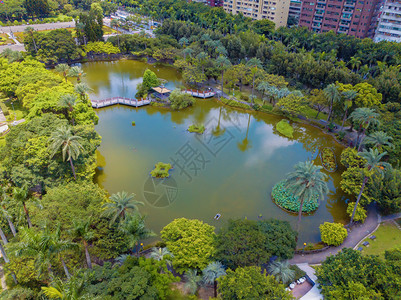 台北公园花树木的空中景象和摩天大楼的反射图片