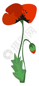 美丽的橙色花配有鲜芽矢量彩色图画或插图片