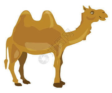 棕色骆驼图片
