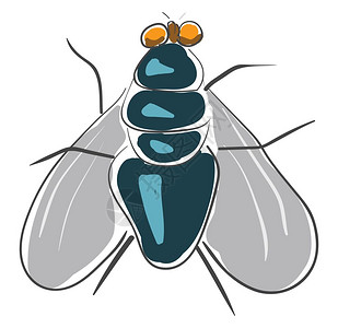 一只深蓝苍蝇有六条腿黄眼睛和两翼矢量彩色图画或插图片