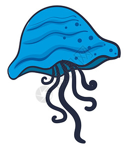 白底蓝边招牌蓝水母插图白底矢量插画