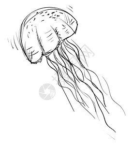 动物唯美jellyfish画插图白底的矢量插画