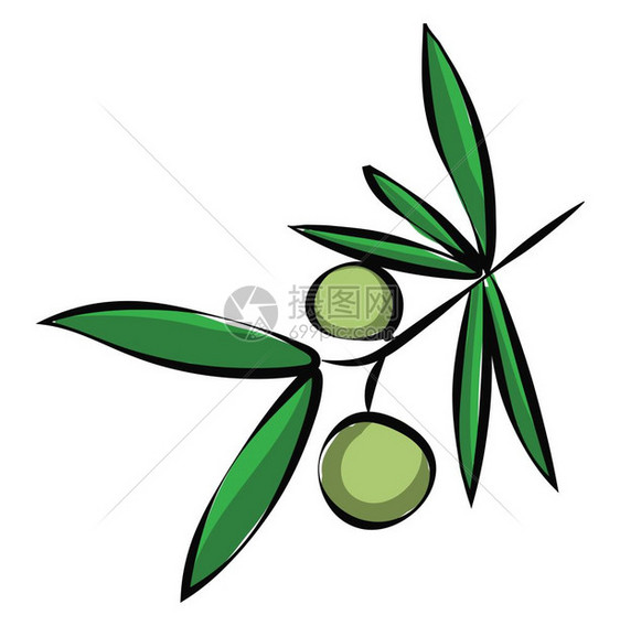 橄榄树分支有两颗绿橄榄和棵树叶橄榄和树叶和矢量彩色图画或插图片