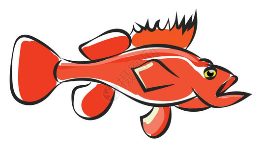橙色海洋鱼贝的滑轮有荧光彩色眼睛和尖钉状短鳍在张嘴开放的矢量彩色绘画或插图中游动图片