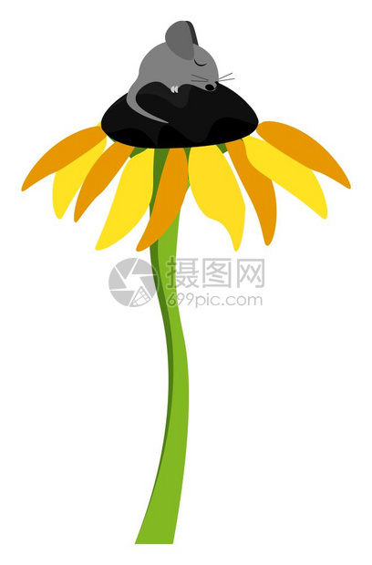 一只可爱的小黑老鼠睡在高向日葵植物的花粉盘上长的细绿色尾叶矢量彩图画或插上图片