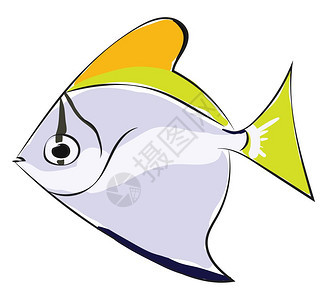 有闪亮的银色和镰形体燕尾鱼滑雪板其鳍黄边缘为矢量彩色绘画或插图图片