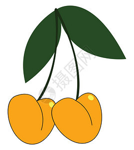两个挂在悬浮黄色樱桃上长尾和细矢量彩色绘画或插图上两片奥瓦尔形叶的滑板图片