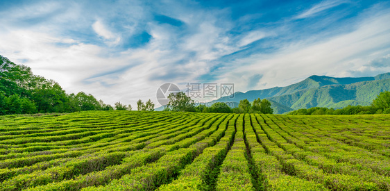 索契山的茶叶种植园图片