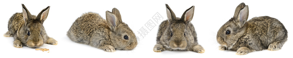 收集白色背景上隔开的不同摄像角度年轻兔子图片