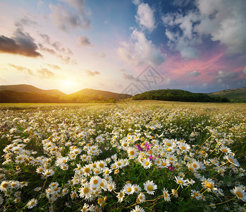 草原上的春菊花美丽风景图片