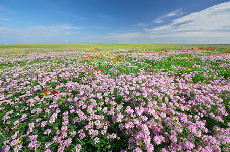 草原日出草原上的春花美丽风景背景