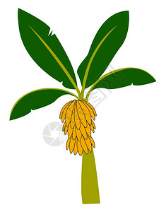 马达加斯加外表香蕉树插图白色背景的矢量插画