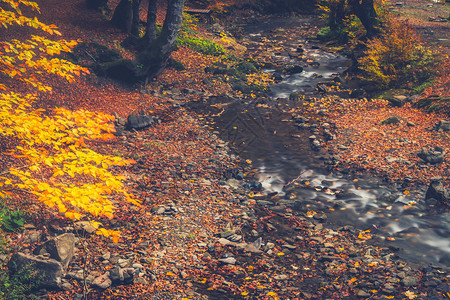 秋天在森林中的小河图片