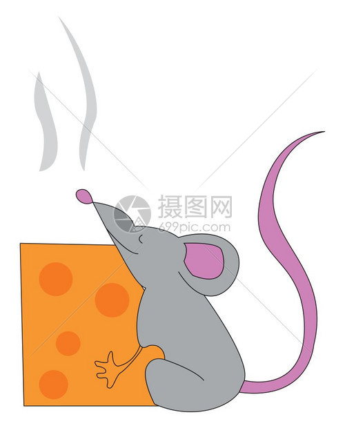 一只灰鼠有粉红耳朵鼻子和尾巴拥抱着一块平方的黄奶酪矢量彩色图画或插图片