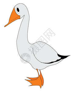 大白鹅橙嘴和脚矢量彩色绘画或插图插画